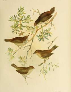 西刺嘴莺 / Western Thornbill / Acanthiza inornata