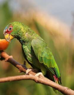 白额绿鹦哥 / White-fronted Amazon / Amazona albifrons