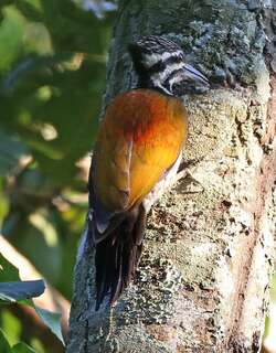 喜山金背啄木鸟 / Himalayan Flameback / Dinopium shorii