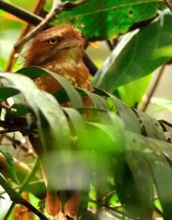 苍头蟆口鸱 / Sumatran Frogmouth / Batrachostomus poliolophus