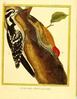 小绿啄木鸟 / Little Green Woodpecker / Campethera maculosa