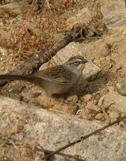瓦哈猛雀鹀 / Oaxaca Sparrow / Aimophila notosticta