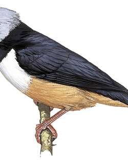 栗腹盔鵙 / Rufous-bellied Helmetshrike / Prionops rufiventris