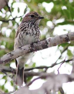 伯氏鹟 / Böhm’s Flycatcher / Muscicapa boehmi
