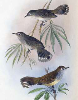 豪勋爵岛噪刺莺 / Lord Howe Gerygone / Gerygone insularis