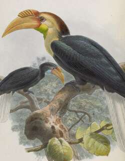 淡喉皱盔犀鸟 / Plain-pouched Hornbill / Rhyticeros subruficollis
