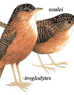 斑翅鹩鹛 / Bar-winged Wren-Babbler / Spelaeornis troglodytoides