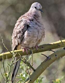 印加地鸠 / Inca Dove / Columbina inca