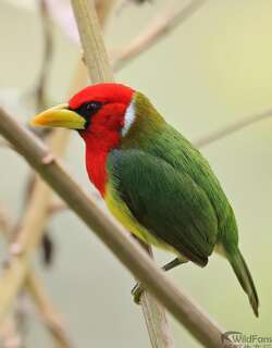 红头拟䴕 / Red-headed Barbet / Eubucco bourcierii
