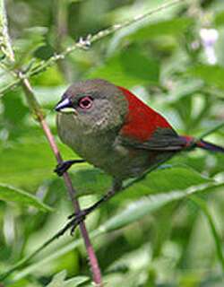 绿背朱翅雀 / Abyssinian Crimsonwing / Cryptospiza salvadorii