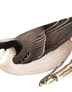 巨䴓 / Giant Nuthatch / Sitta magna