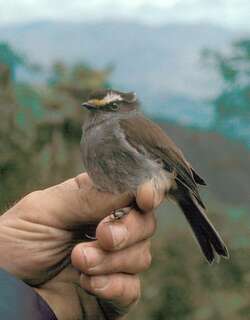 冠唧霸鹟 / Crowned Chat-Tyrant / Silvicultrix frontalis
