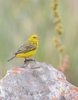 柠黄雀鹀 / Stripe-tailed Yellow Finch / Sicalis citrina