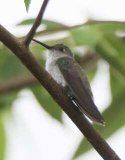 绿斑蜂鸟 / Olive-spotted Hummingbird / Talaphorus chlorocercus