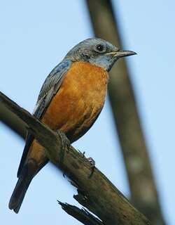 蓝头矶鸫 / Blue-capped Rock Thrush / Monticola cinclorhyncha
