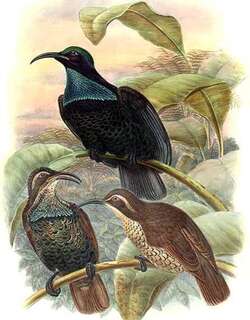 大掩鼻风鸟 / Paradise Riflebird / Ptiloris paradiseus