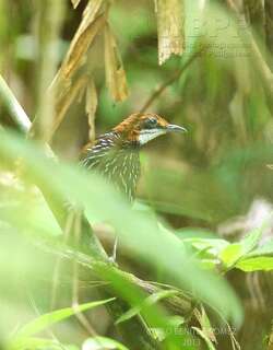 菲律宾地鹛 / Falcated Wren-Babbler / Ptilocichla falcata