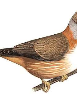 黄颈凤鹛 / Whiskered Yuhina / Yuhina flavicollis