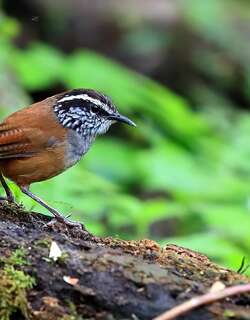 灰胸林鹩 / Grey-breasted Wood Wren / Henicorhina leucophrys