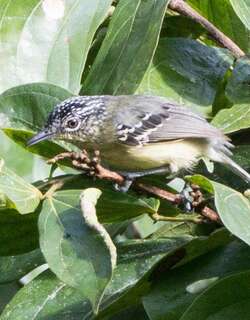 黄胸蚁鹩 / Yellow-breasted Antwren / Herpsilochmus axillaris