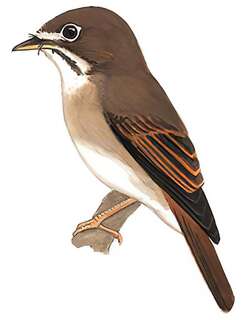 褐胸鹟 / Brown-breasted Flycatcher / Muscicapa muttui