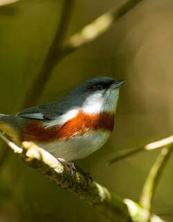 桂胸歌鹀 / Bay-chested Warbling Finch / Castanozoster thoracicus