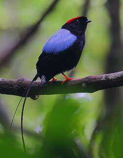 长尾娇鹟 / Long-tailed Manakin / Chiroxiphia linearis