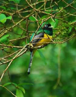 黑喉美洲咬鹃 / Black-throated Trogon / Trogon rufus