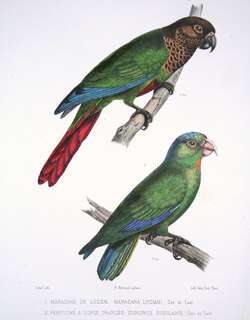 波氏鹦哥 / Bonaparte’s Parakeet / Pyrrhura lucianii