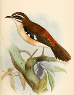 林薮鸲 / Forest Scrub Robin / Cercotrichas leucosticta