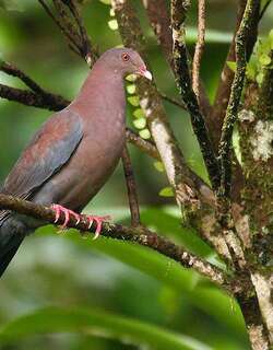 红嘴鸽 / Red-billed Pigeon / Patagioenas flavirostris