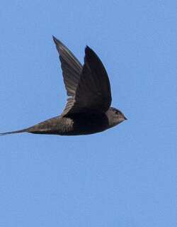 纯色雨燕 / Plain Swift / Apus unicolor