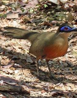 科氏马岛鹃 / Coquerel’s Coua / Coua coquereli
