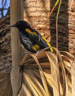 海地拟鹂 / Hispaniolan Oriole / Icterus dominicensis