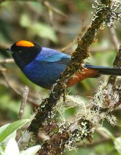 金顶彩裸鼻雀 / Golden-crowned Tanager / Iridosornis rufivertex
