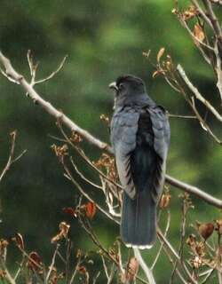 黑杜鹃 / Black Cuckoo / Cuculus clamosus