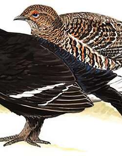 黑琴鸡 / Black Grouse / Lyrurus tetrix