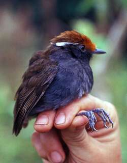 栗顶食蚊鸟 / Chestnut-crowned Gnateater / Conopophaga castaneiceps