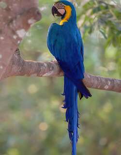 琉璃金刚鹦鹉 / Blue-and-yellow Macaw / Ara ararauna