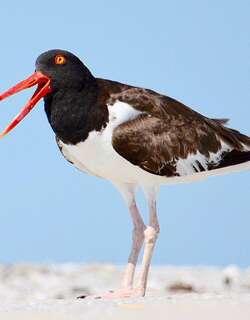 美洲蛎鹬 / American Oystercatcher / Haematopus palliatus