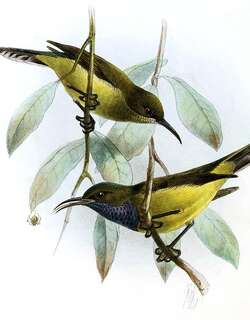 太子岛花蜜鸟 / Principe Sunbird / Anabathmis hartlaubii