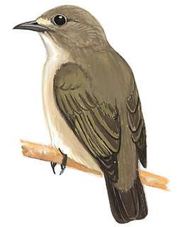 纯色啄花鸟 / Plain Flowerpecker / Dicaeum minullum