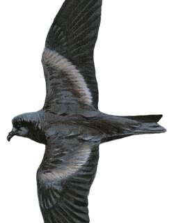 褐翅叉尾海燕 / Tristram’s Storm Petrel / Oceanodroma tristrami