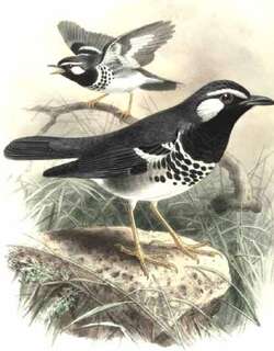青背地鸫 / Slaty-backed Thrush / Geokichla schistacea