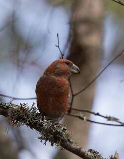 鹦交嘴雀 / Parrot Crossbill / Loxia pytyopsittacus