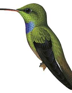 紫胸蜂鸟 / Purple-chested Hummingbird / Polyerata rosenbergi