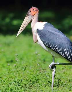 非洲秃鹳 / Marabou Stork / Leptoptilos crumenifer