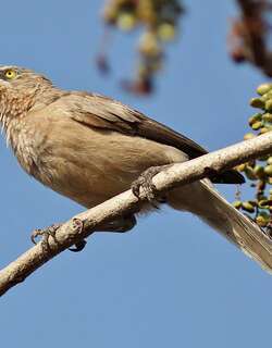 灰鸫鹛 / Large Grey Babbler / Argya malcolmi