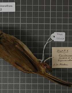 灰额鹎 / Ashy-fronted Bulbul / Pycnonotus cinereifrons