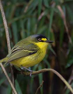 灰头哑霸鹟 / Yellow-lored Tody-Flycatcher / Todirostrum poliocephalum